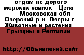 отдам не дорого морских свинок › Цена ­ 450 - Московская обл., Озерский р-н, Озеры г. Животные и растения » Грызуны и Рептилии   